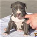 Puppies for Sale